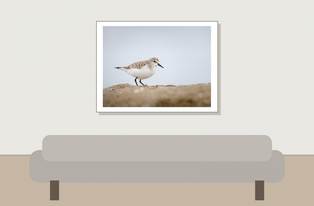 Calidris Minuta — 20251204 — 40 × 30 cm