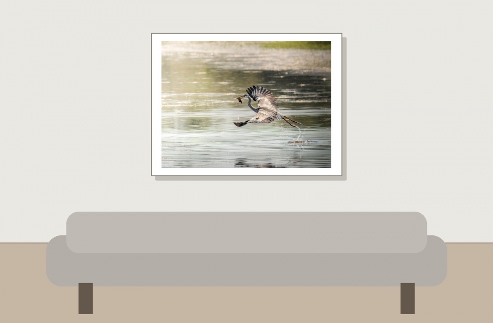 Grey Heron in Rosnay — 40 × 30 cm