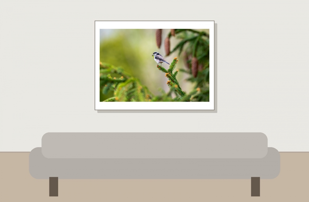 Aegithalos Caudatus — Beynes — 40 × 30 cm