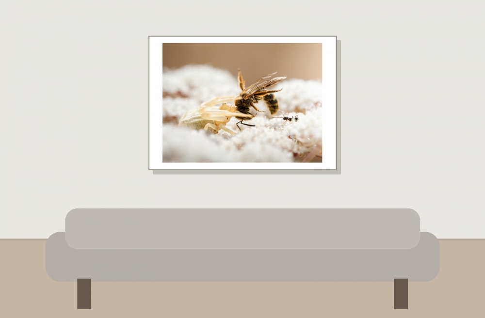 Misumena Vatia X Apis Mellifera — Venoy — 70 × 50 cm