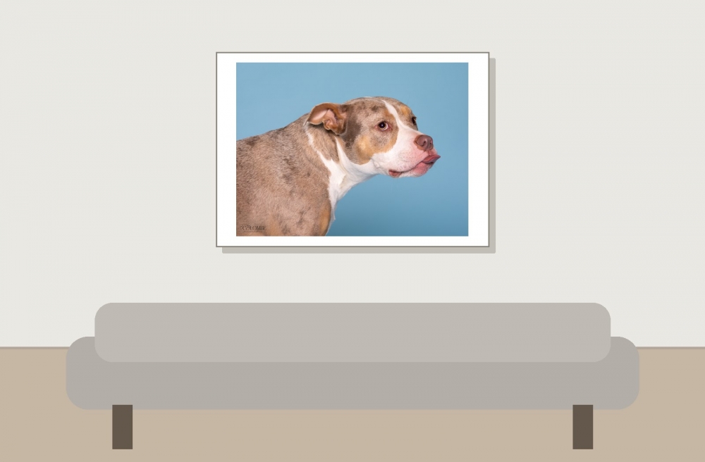 Emeline, François & Tokyo X Colombe Photographie — 70 × 50 cm