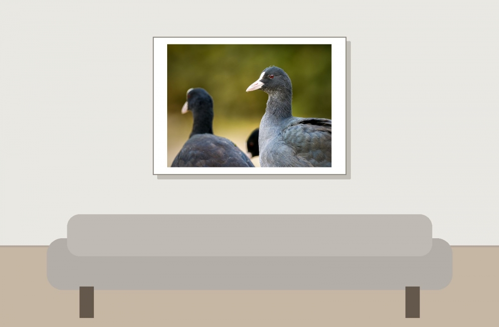 Fulica Atra — Bois de Boulognes — 70 × 50 cm