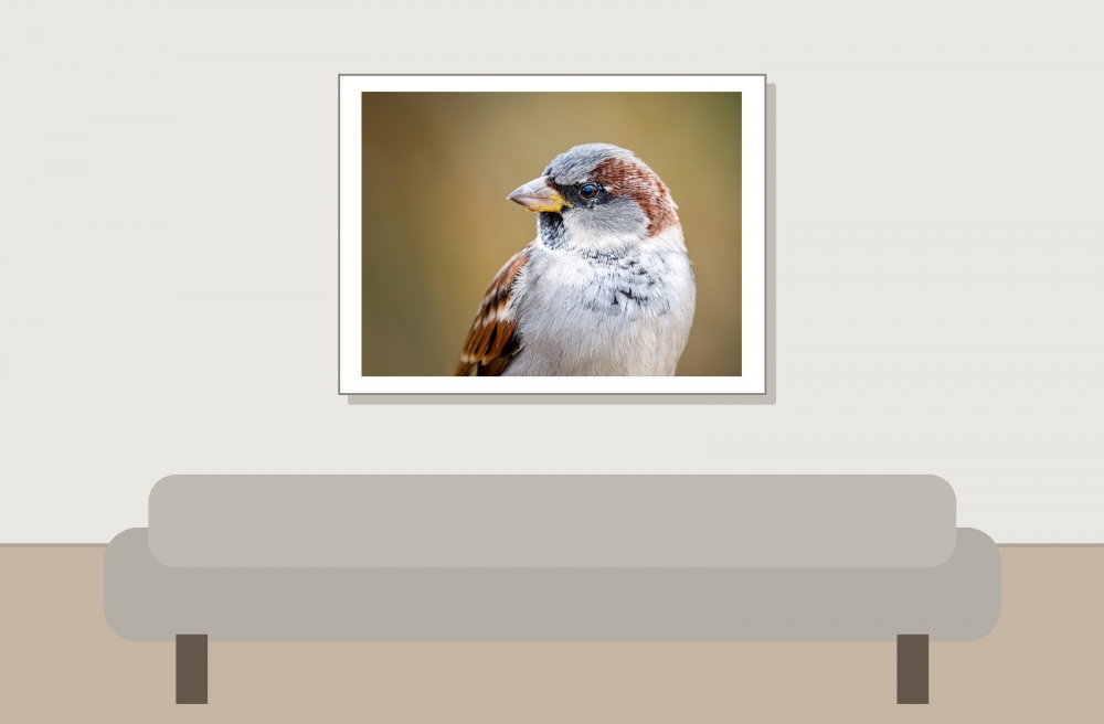 House Sparrow in 20251201 — 40 × 30 cm