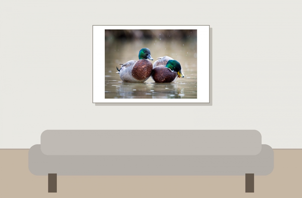 Anatidae Indet — 20251201 — 60 × 40 cm
