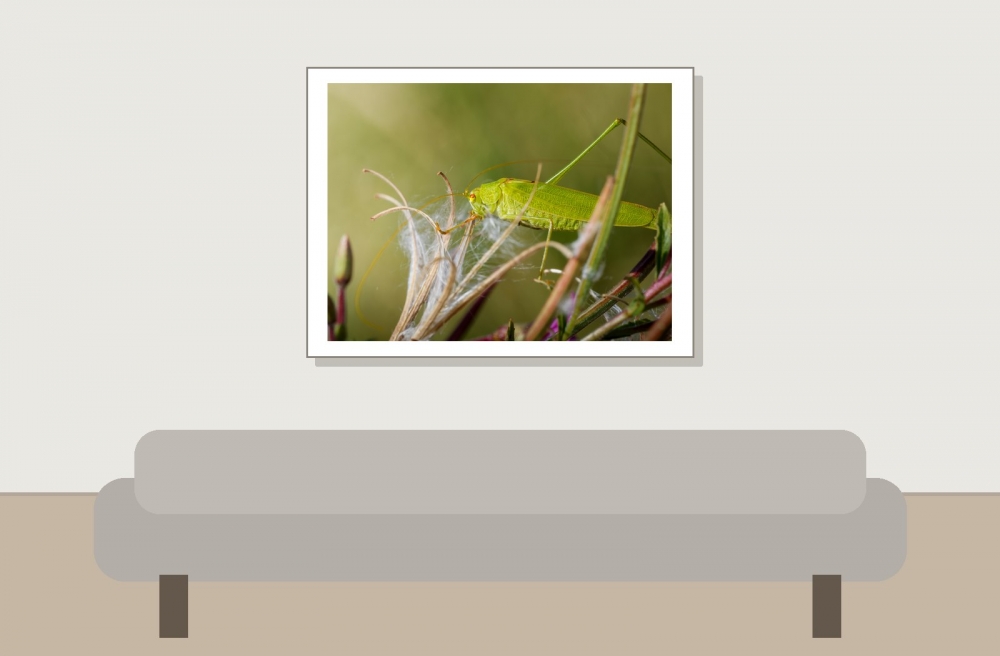 Sickle-bearing Bush-cricket in Frasne — 40 × 30 cm