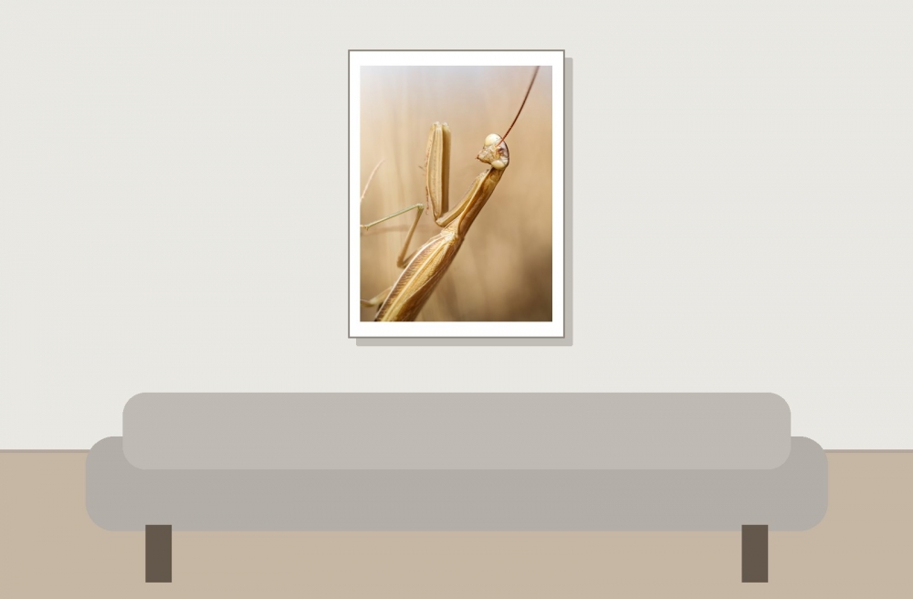 European Praying Mantis in Venoy — 30 × 40 cm