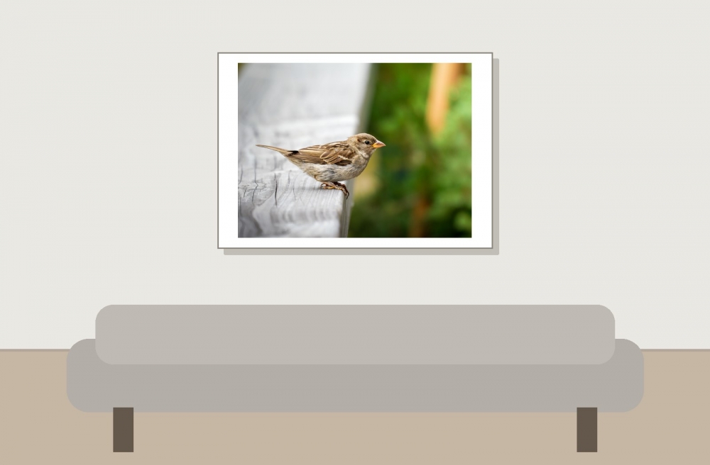 House Sparrow in Tignes — 70 × 50 cm