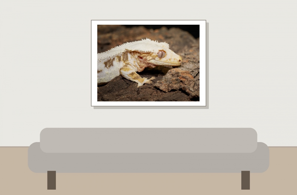 Correlophus Ciliatus — 20251115-2025-11-15 — 40 × 30 cm