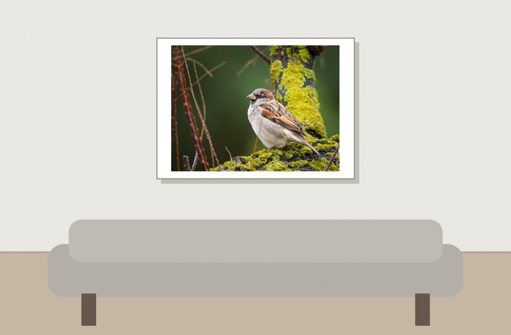 House Sparrow in 20251201 — 70 × 50 cm