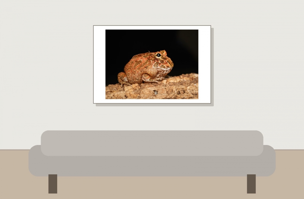 Ceratophrys Cranwelli — 20251115-2025-11-15 — 60 × 40 cm