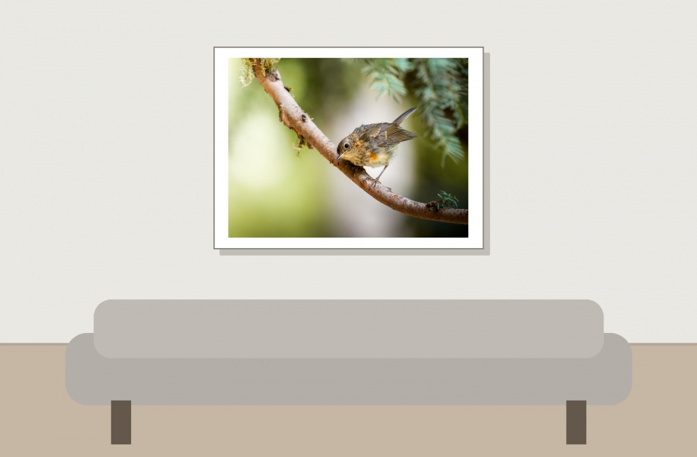 European Robin in Menétrux-en-Joux — 40 × 30 cm