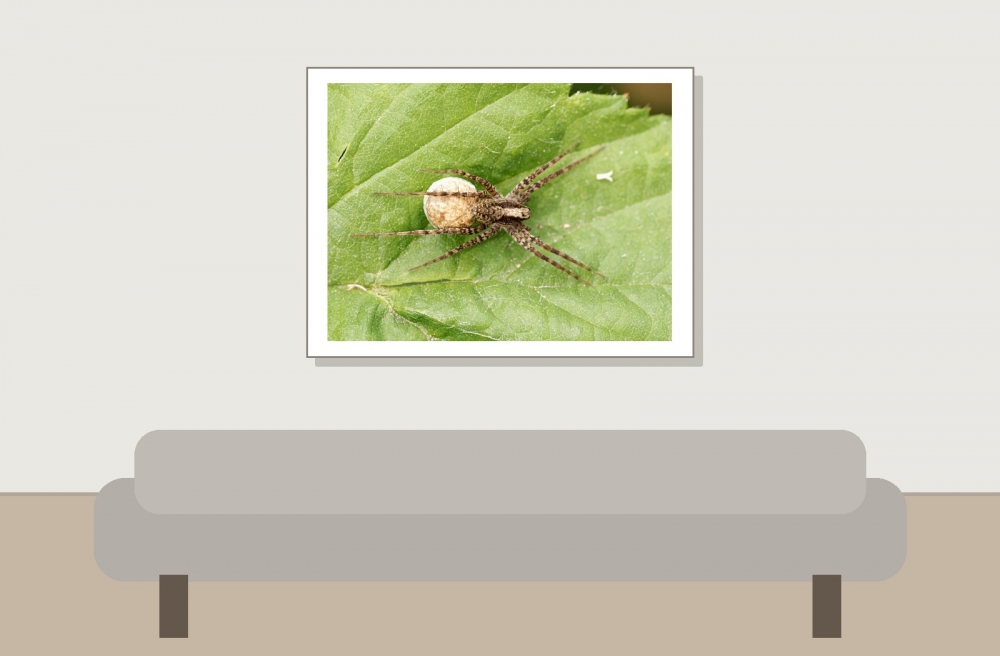 Pardosa Spec — 20250601 — 40 × 30 cm