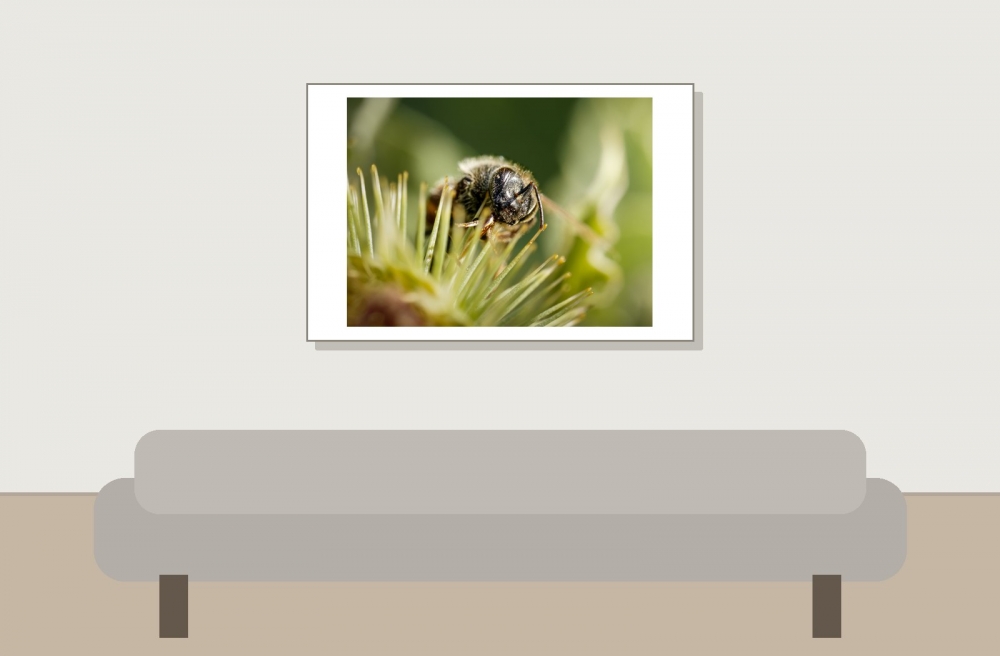 Apis Mellifera — Cheny