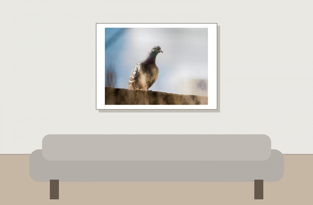 Columba Livia Var. Domestica — Migennes