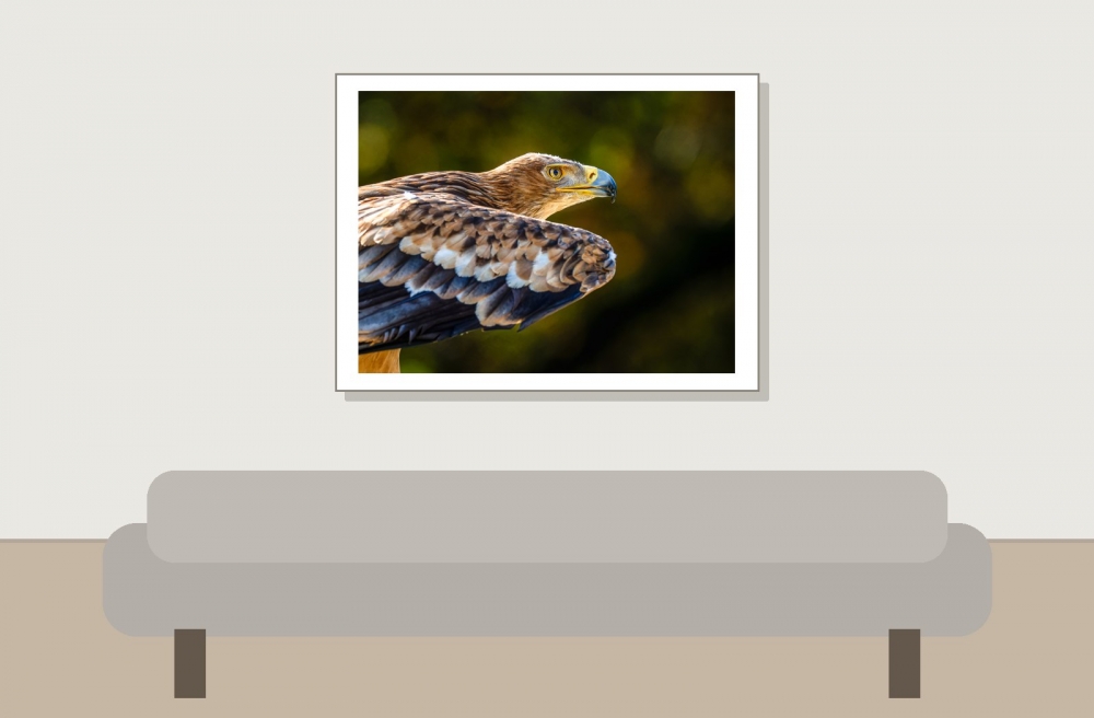 Aquila Chrysaetos — 20251014 — 40 × 30 cm