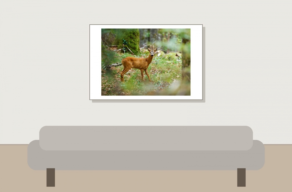 Capreolus Capreolus — Les Planches-en-Montagne — 60 × 40 cm