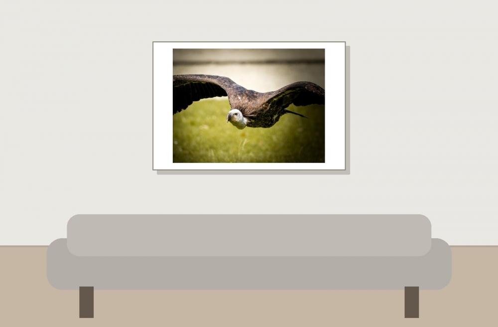 Gyps Fulvus — 20251014 — 60 × 40 cm