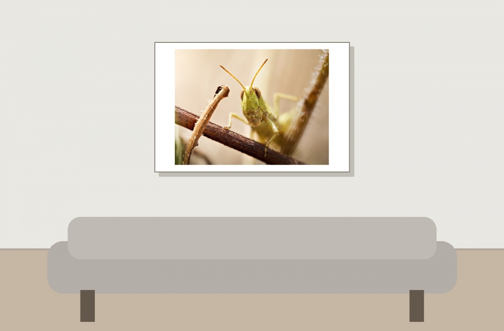 Chorthippus Biguttulus Group — Cheny — 60 × 40 cm