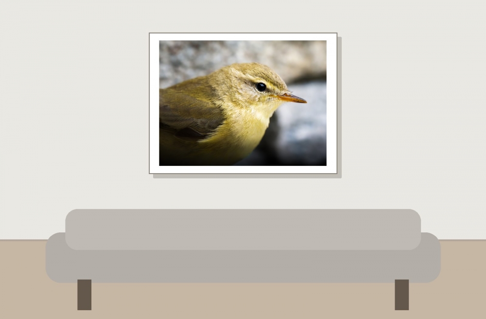 Phylloscopus Trochilus — Tignes — 40 × 30 cm