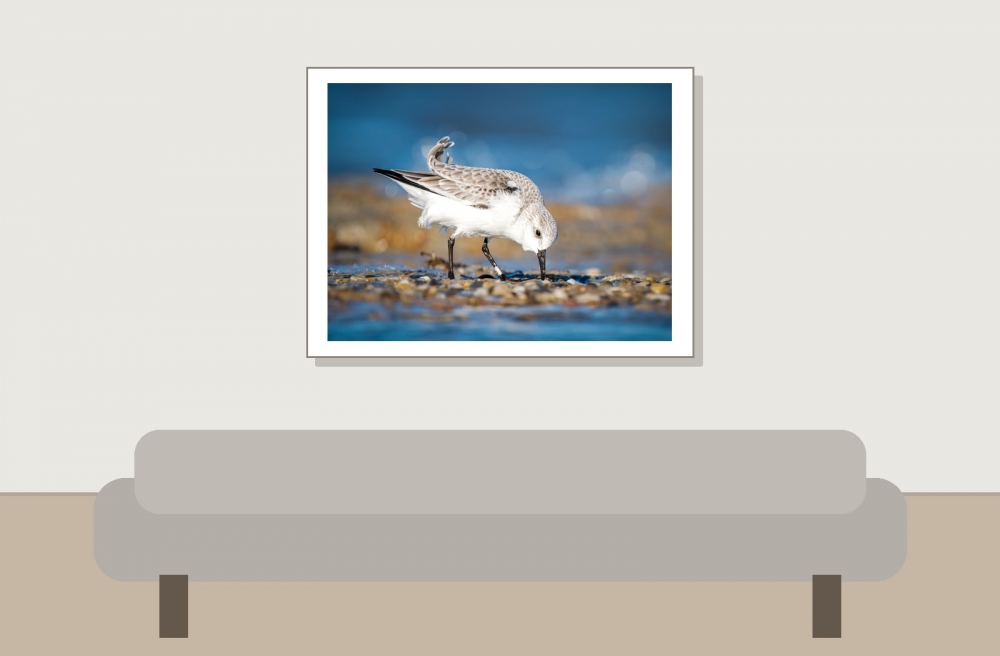 Calidris Alba — 20251205 — 40 × 30 cm