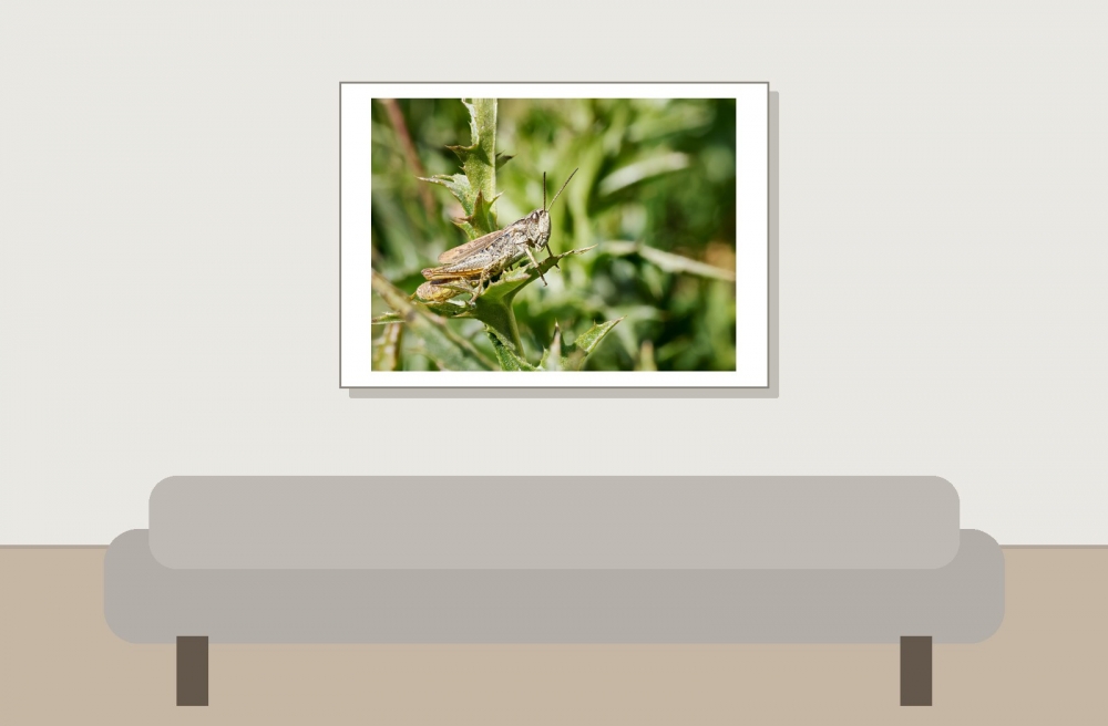 Chorthippus Apricarius — 20250811 — 70 × 50 cm