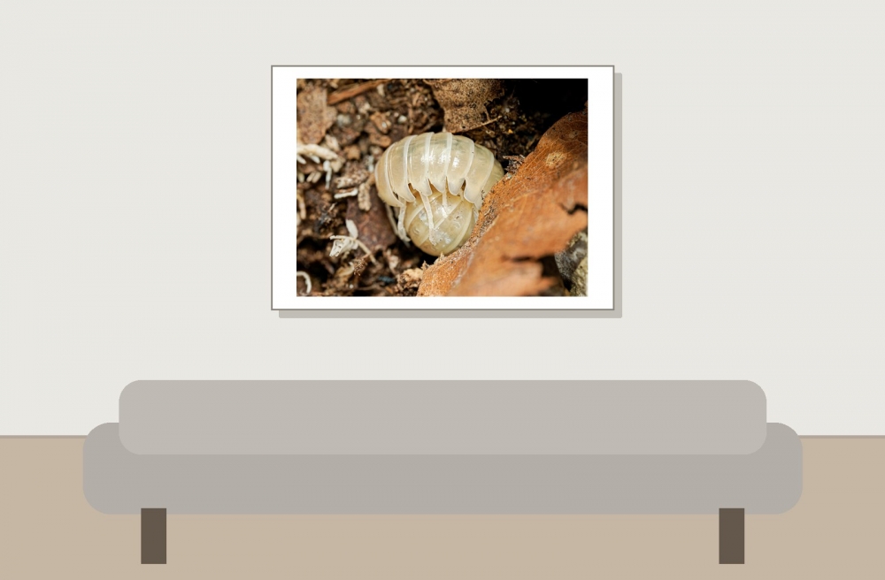 Armadillidium Vulgare T Albinos — 70 × 50 cm