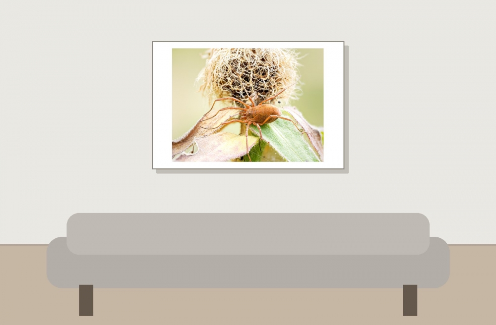 Mitopus Morio — 20250812 — 60 × 40 cm