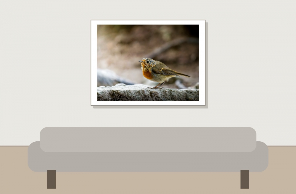European Robin in Menétrux-en-Joux — 40 × 30 cm