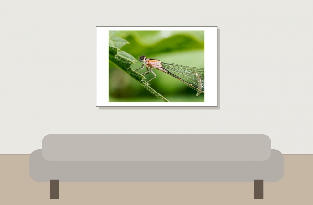 Ischnura Elegans — 20250516 — 60 × 40 cm