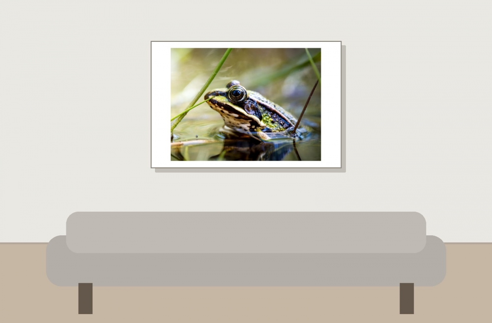 Water Frog in Mézières-en-Brenne — 60 × 40 cm