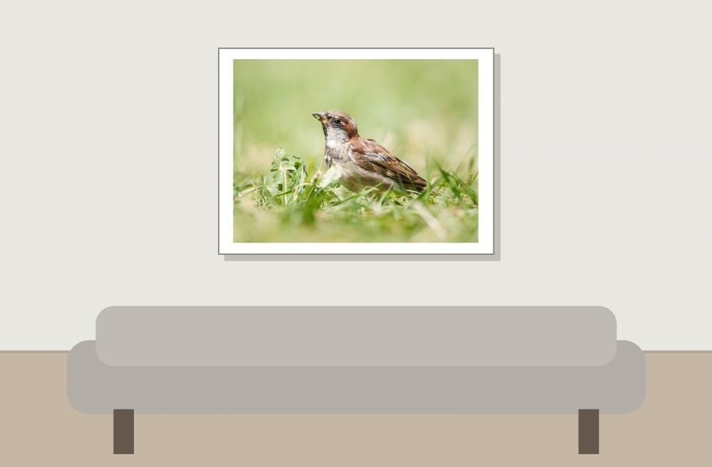 House Sparrow in 20250812 — 40 × 30 cm