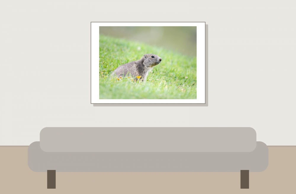 Marmota Marmota — 20250811 — 70 × 50 cm