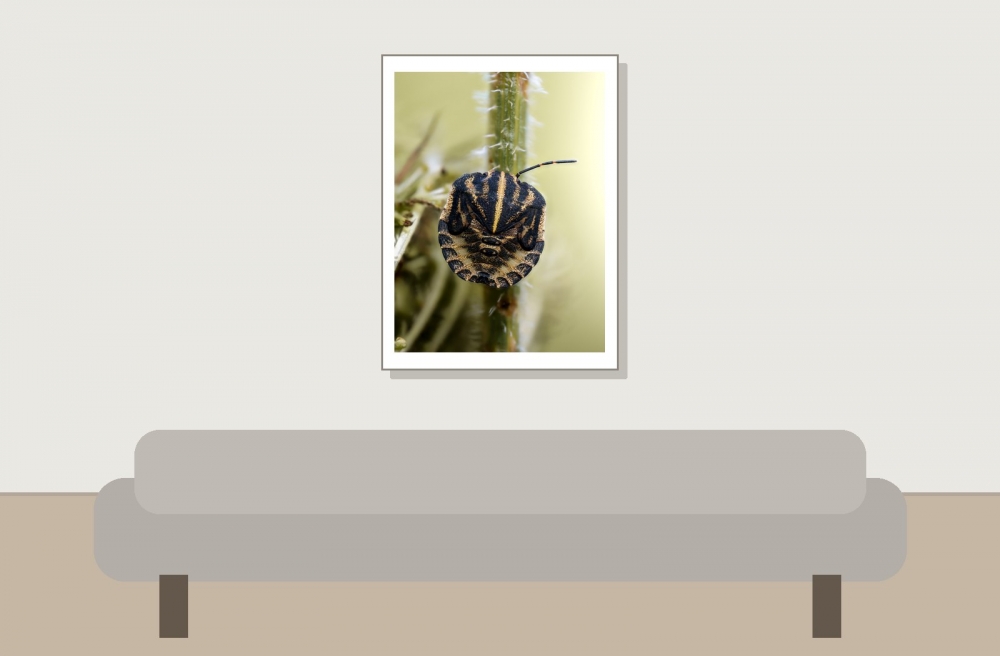 Striped Shield Bug in Frasne — 30 × 40 cm