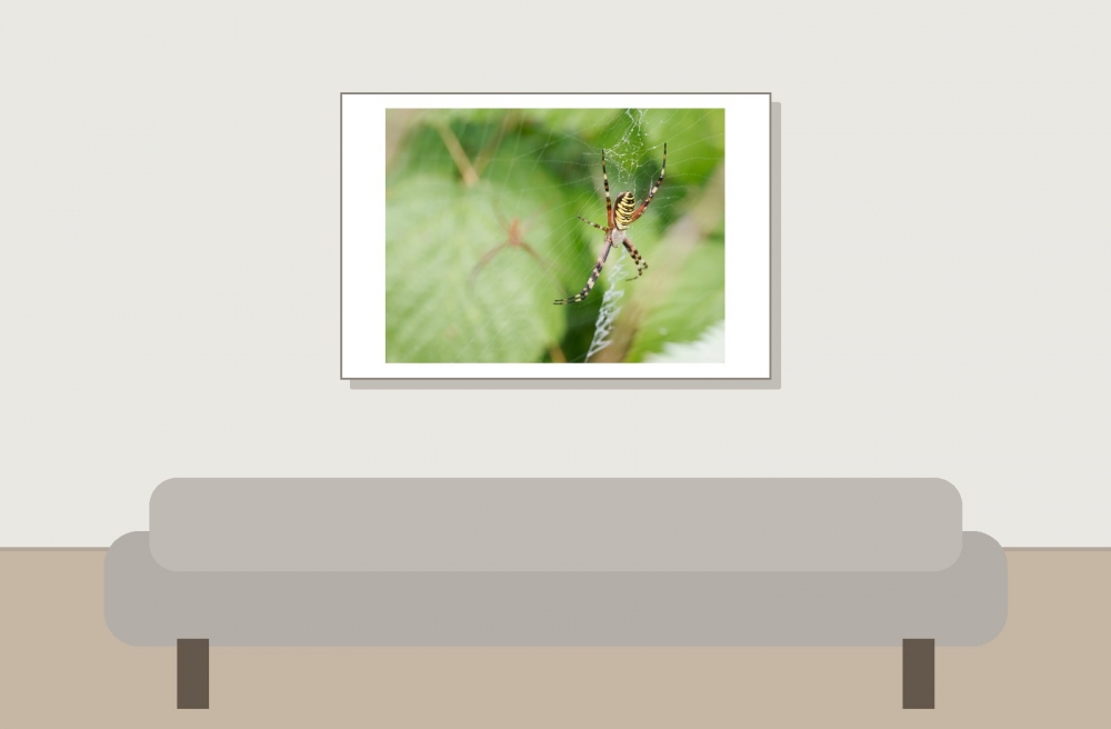 Wasp Spider in 20250722 — 60 × 40 cm