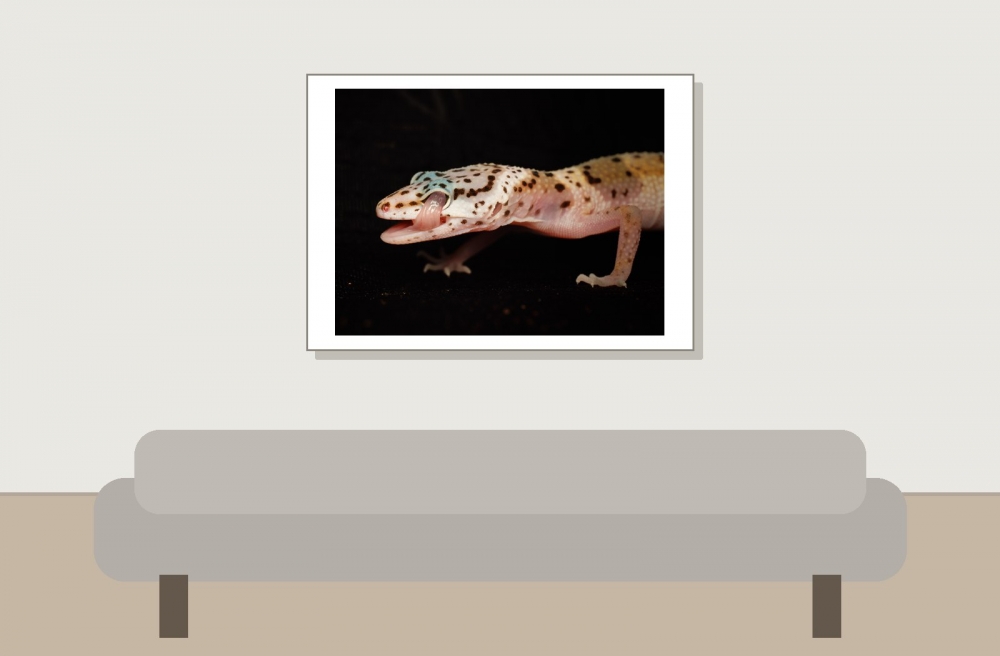 Eublepharis Macularius — 20251114-2025-11-15 — 70 × 50 cm