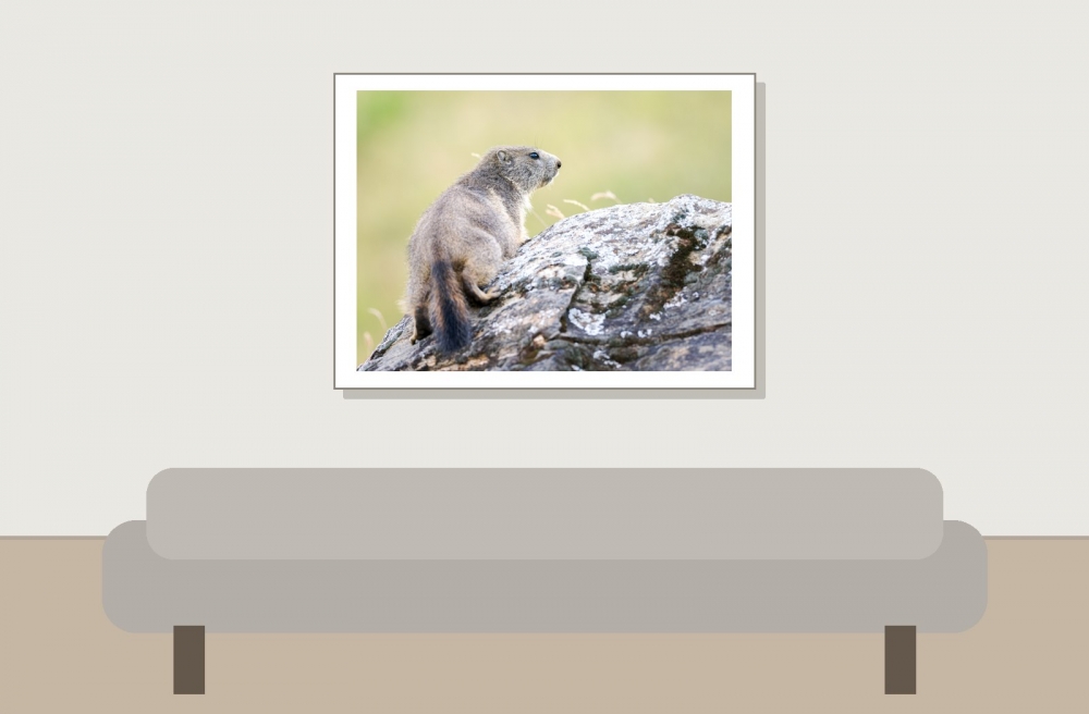 Marmota Marmota — 20250811 — 40 × 30 cm