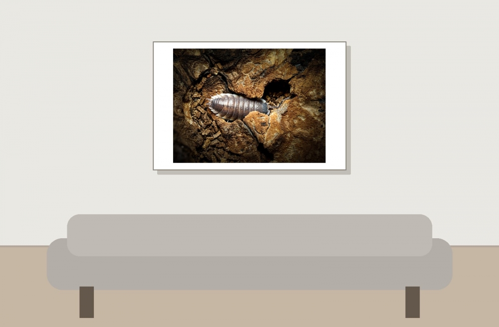 Porcellio Hoffmannseggi — 60 × 40 cm