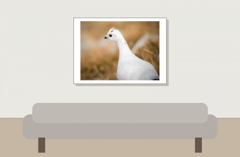 Lagopus Muta 211 — Saint-Agnan-en-Vercors — 70 × 50 cm