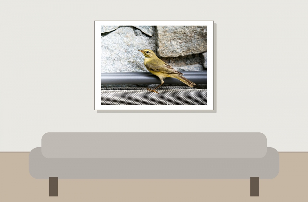 Phylloscopus Trochilus — Tignes — 40 × 30 cm