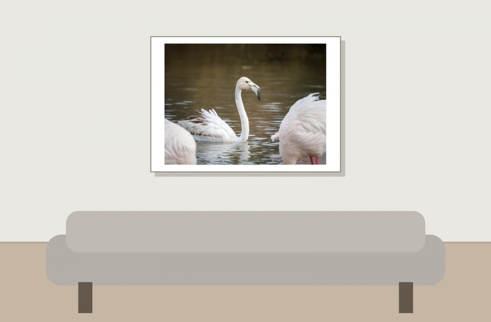 Phoenicopterus Roseus — 20251201 — 70 × 50 cm