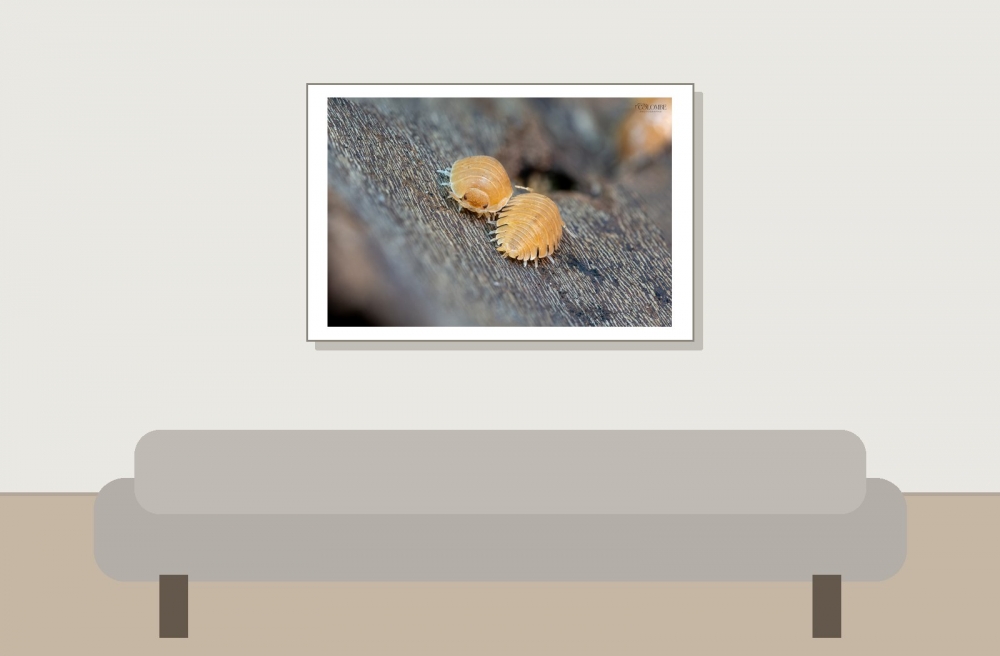 20250125 Porcellio Pruinosus Orange — 60 × 40 cm