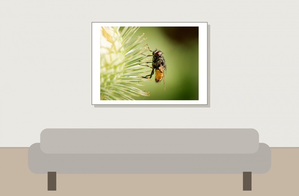 Musca Autumnalis — Cheny — 70 × 50 cm