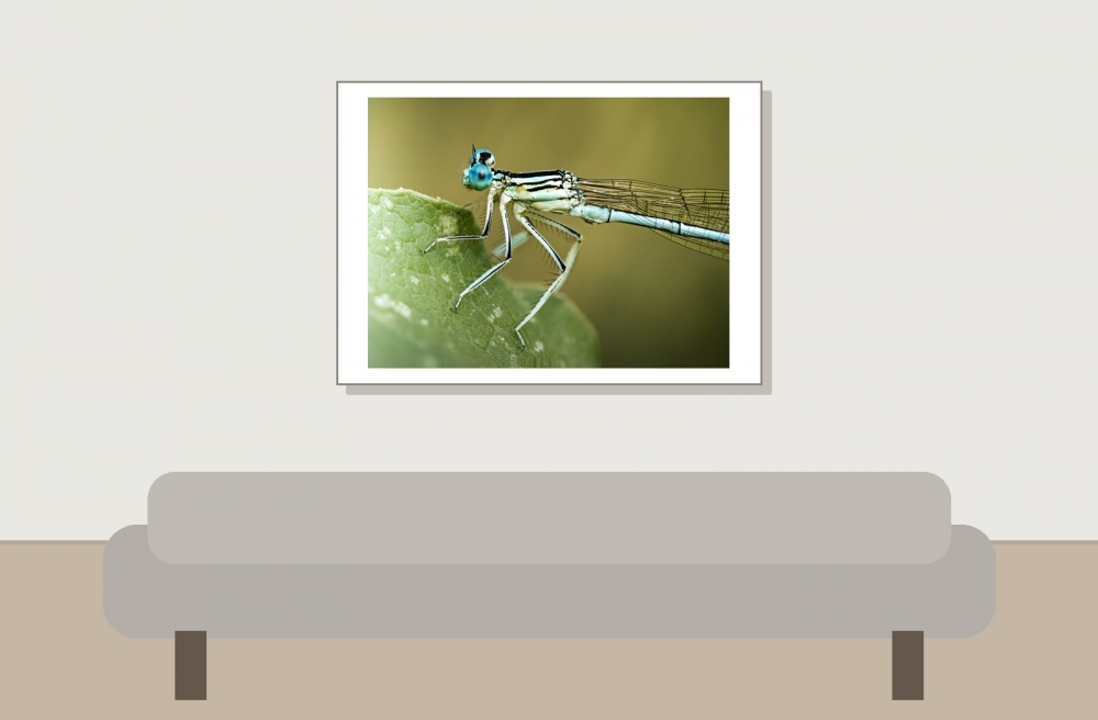 Platycnemis Pennipes — Cheny — 70 × 50 cm