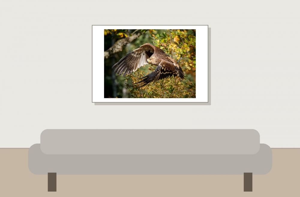 Aquila Chrysaetos — 20251014 — 60 × 40 cm