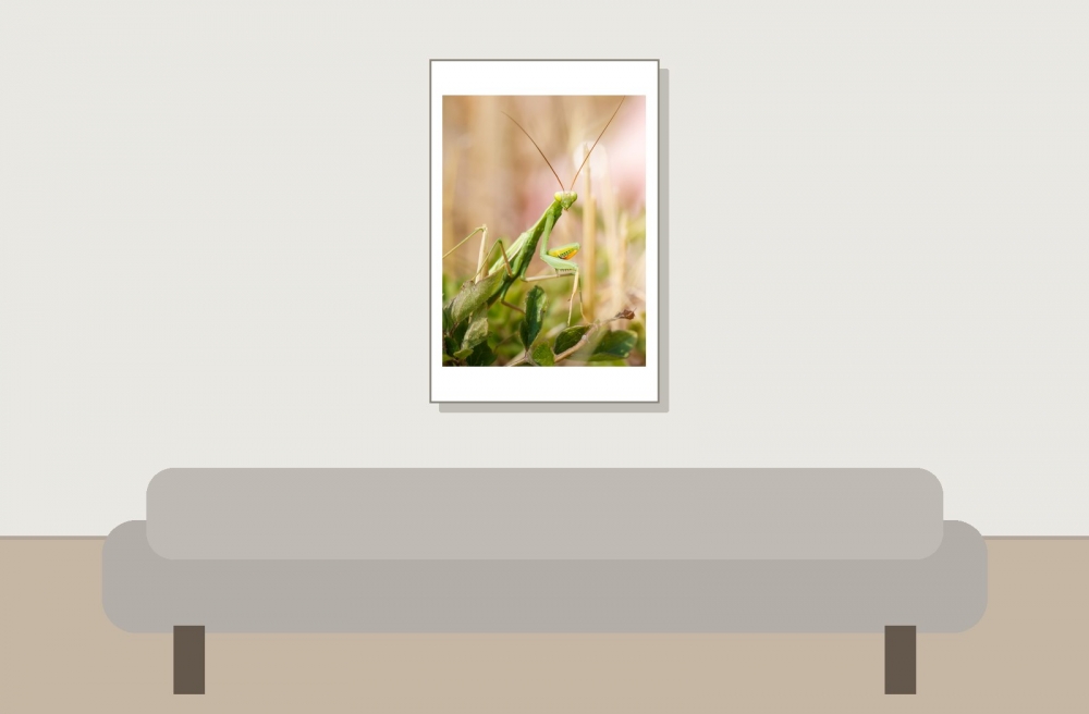 European Praying Mantis in Venoy — 40 × 60 cm