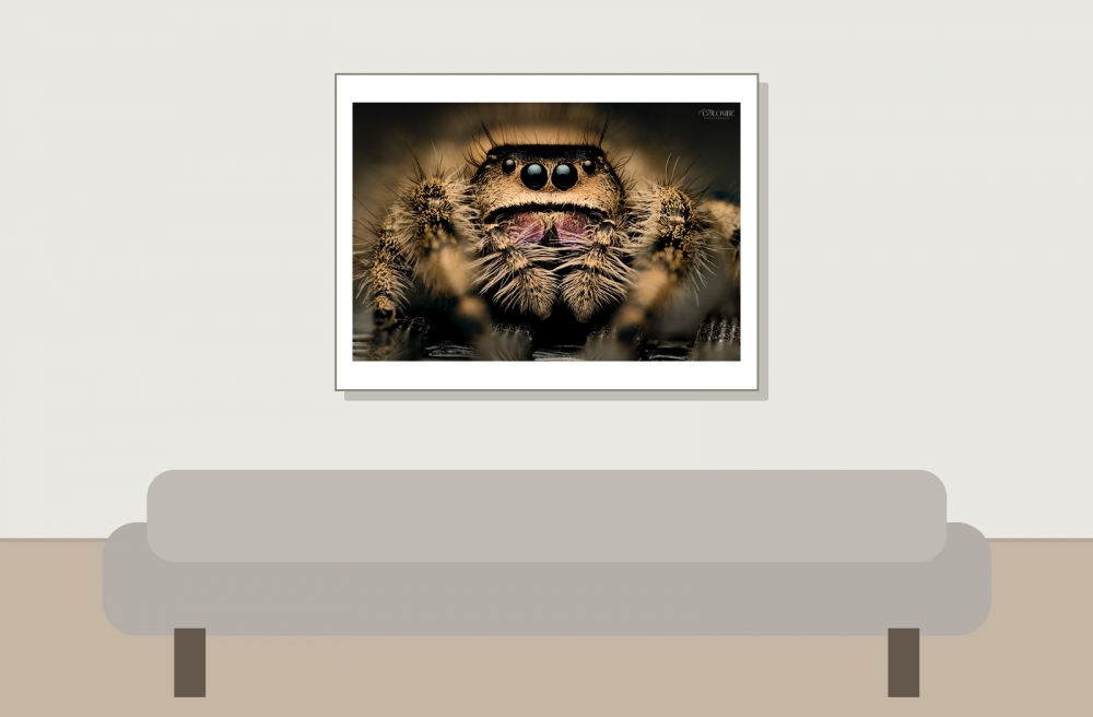 20250124,25 Cercei Phidippus Regius Dos Gardenas — 40 × 30 cm