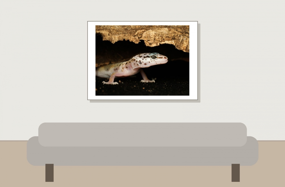 Eublepharis Macularius — 20251114-2025-11-15 — 70 × 50 cm