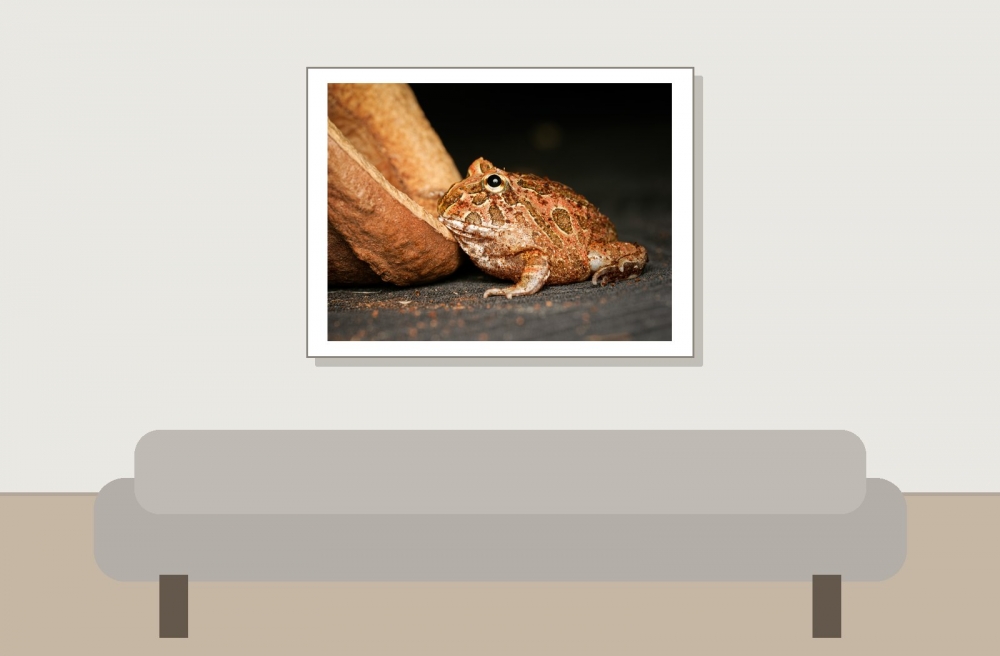 Ceratophrys Cranwelli — 20251115-2025-11-15 — 40 × 30 cm