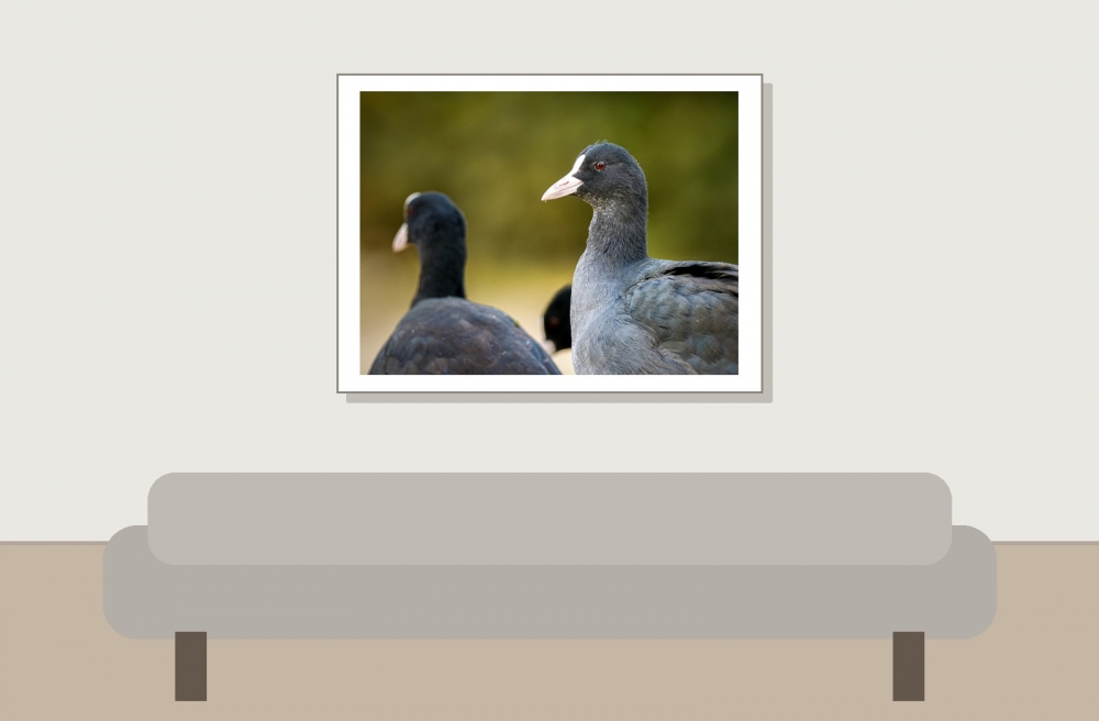 Fulica Atra — Bois de Boulognes — 40 × 30 cm