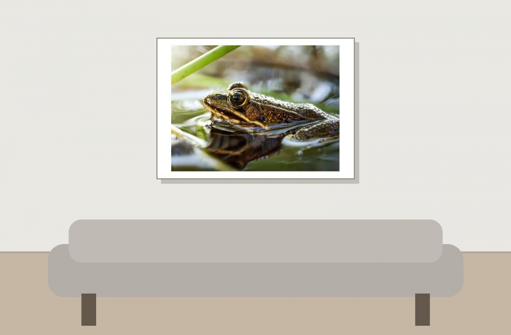 Water Frog in Mézières-en-Brenne — 70 × 50 cm